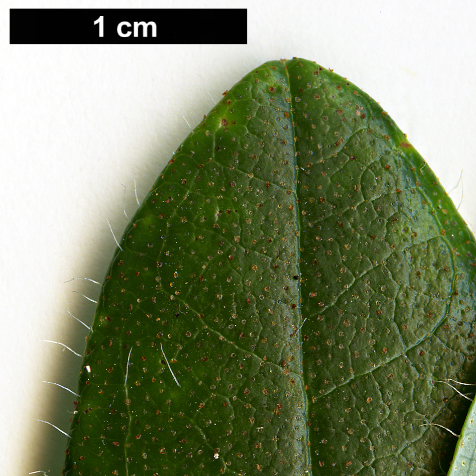 High resolution image: Family: Ericaceae - Genus: Rhododendron - Taxon: levinei